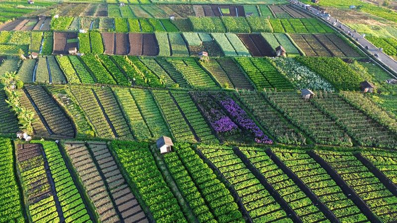 Crop management in an agricultural field